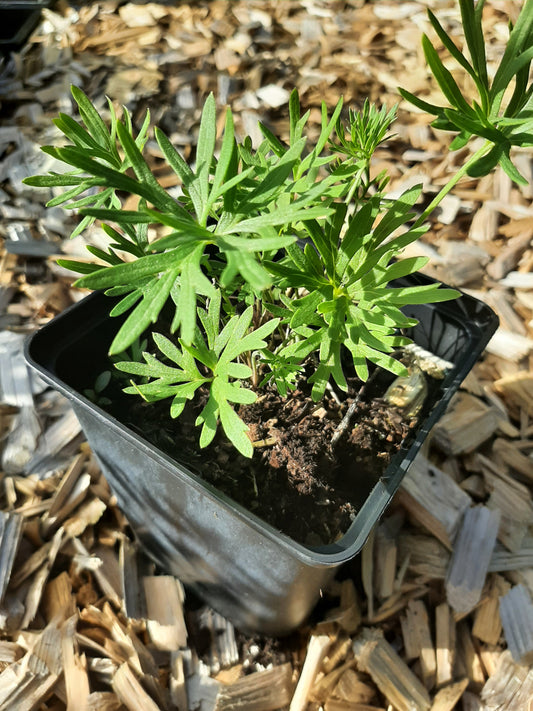 Delphinium grandiflorum 'Blauer Zwerg' Zwergiger Rittersporn