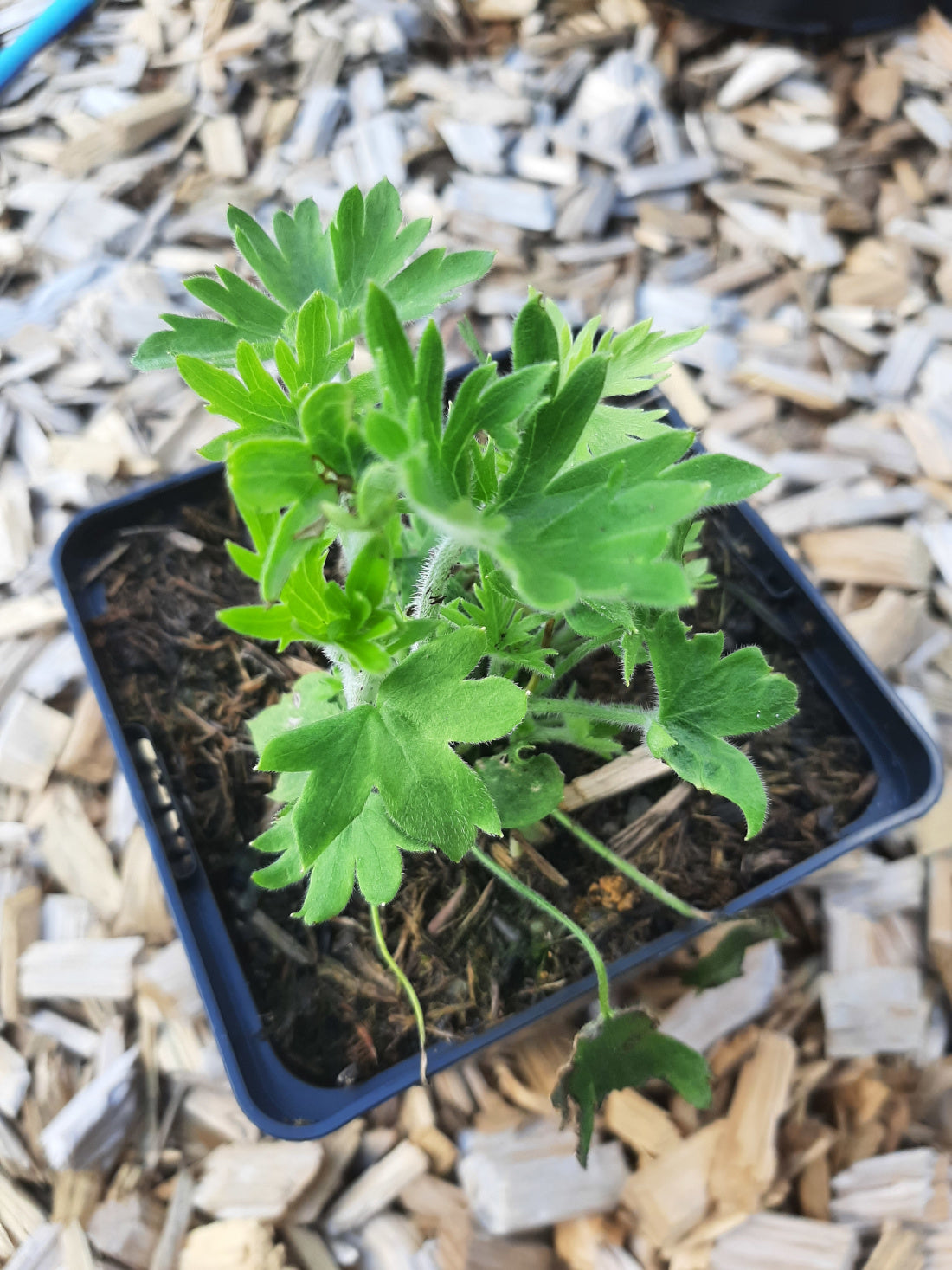Delphinium × belladonna 'Cliveden Beauty' Verzweigter Rittersporn