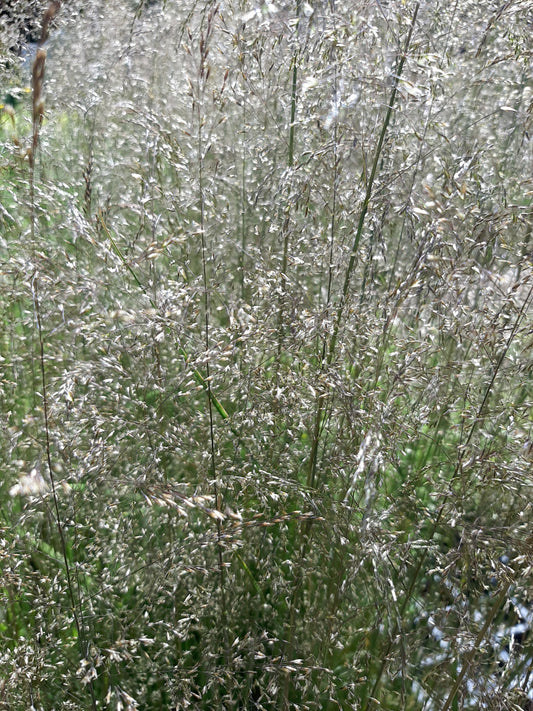 Deschampia cespitosa 'Waldschrat' Schmiele