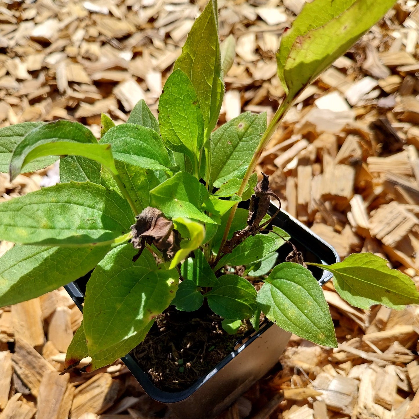 Echinacea purpurea Purpursonnenhut