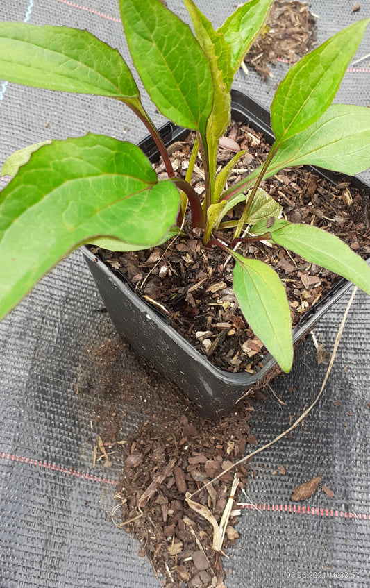 Echinacea purpurea 'Magnus' Scheinsonnenhut