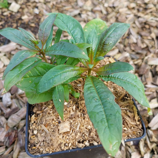 Epilobium angustifolium Schmalblättriges Weidenröschen