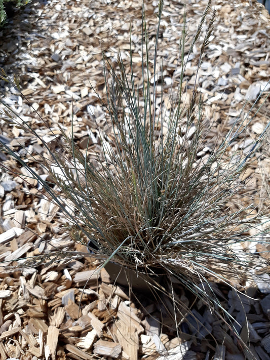 Festuca cinerea 'Uchte' Blau-Schwingel