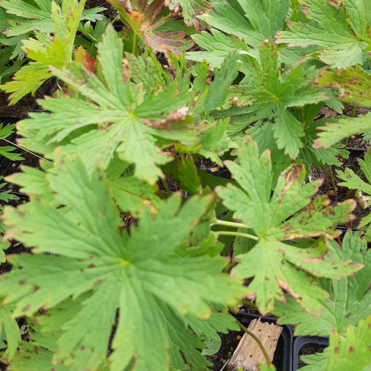 Geranium sylvaticum 'Roseum' Wald- Storchschnabel