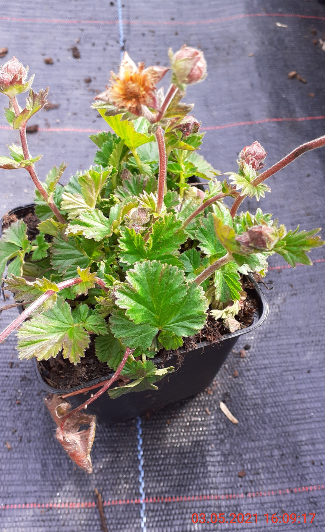 Geum coccineum 'Borisii Strain' Nelkenwurz