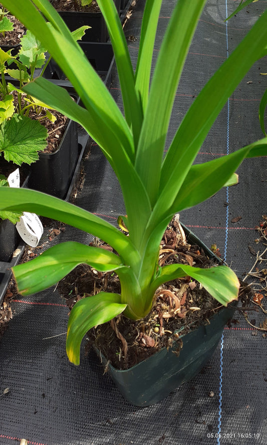 Hemerocallis cultorum 'Bonanza' Taglilie