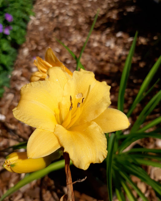 Hemerocallis × cultorum 'Stella de Oro' Taglilie im topf