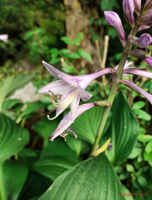 Hosta fortunei 'Hyacinthina' Graublättrige Hyazinthen-Funkie