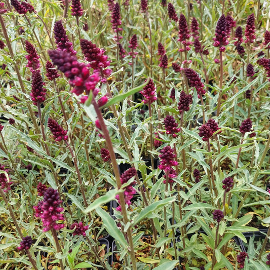 Lysimachia atropurpurea Purpurblühender Felberich