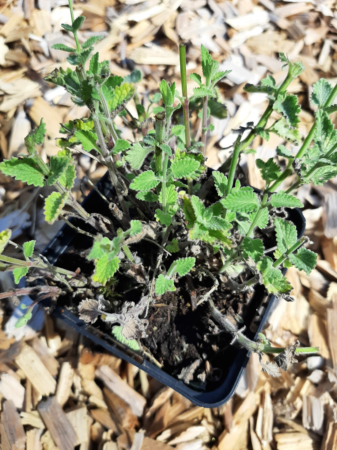 Nepeta faassenii 'Walker's Low' Traubige Katzenminze