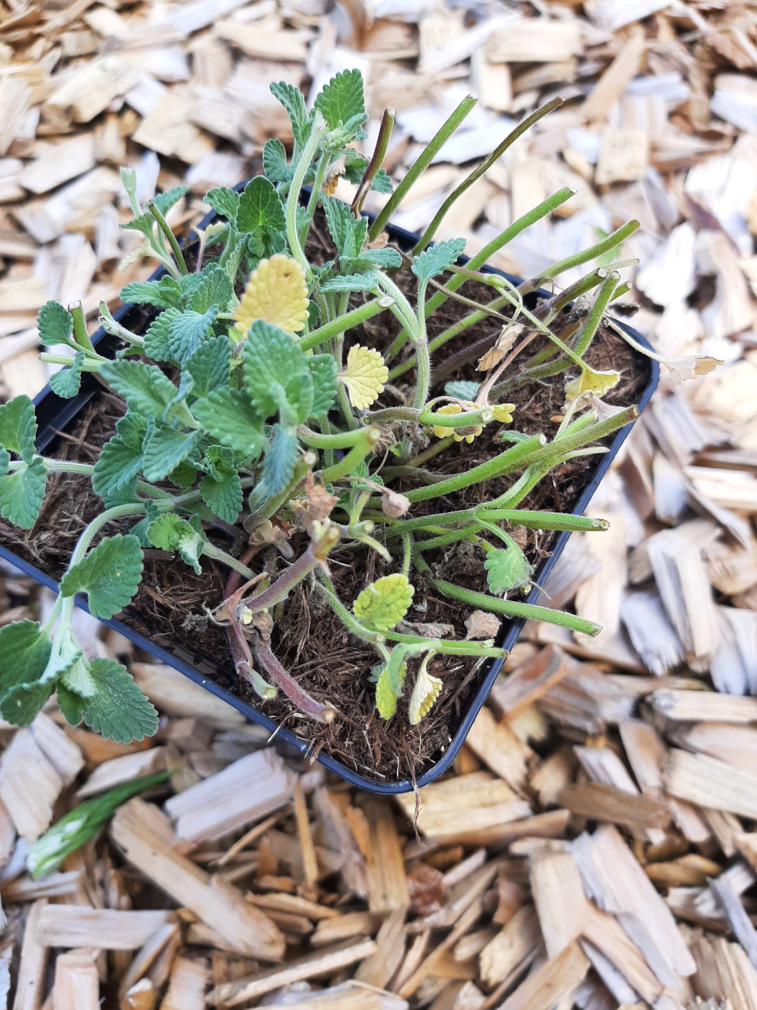 Nepeta racemosa Traubige Katzenminze