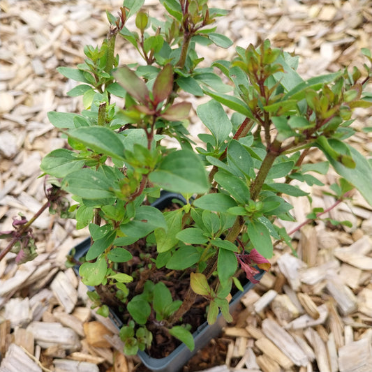 Origanum laevigatum 'Herrenhausen' Blüten-Dost
