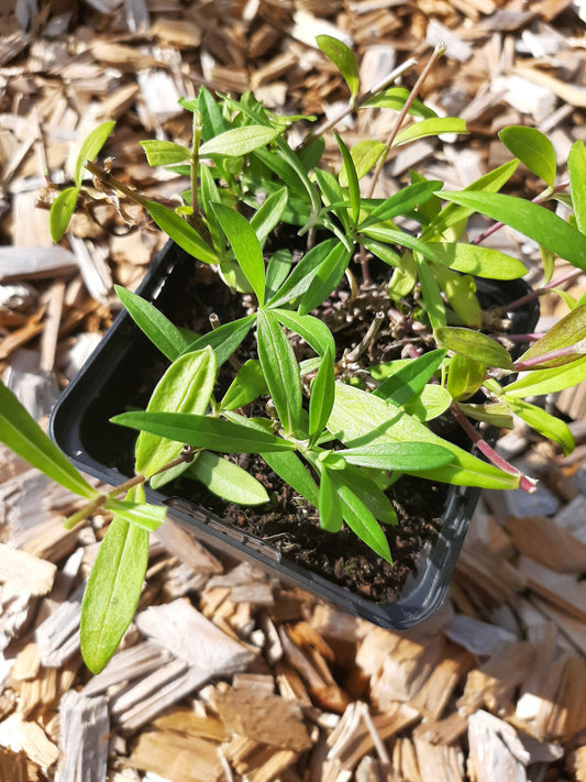 Phlox glaberrima subsp. triflora 'Bill Baker' Dreiblütige Flammenblume