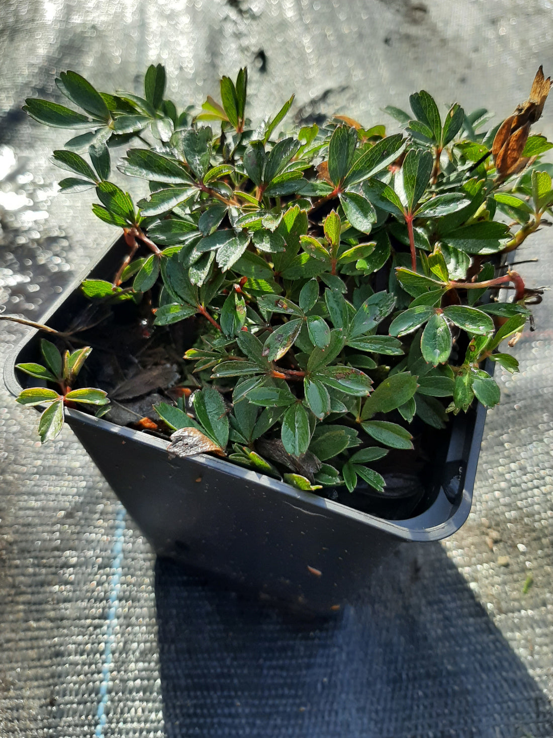 Potentilla tridentata 'Nuuk' Fingerkraut