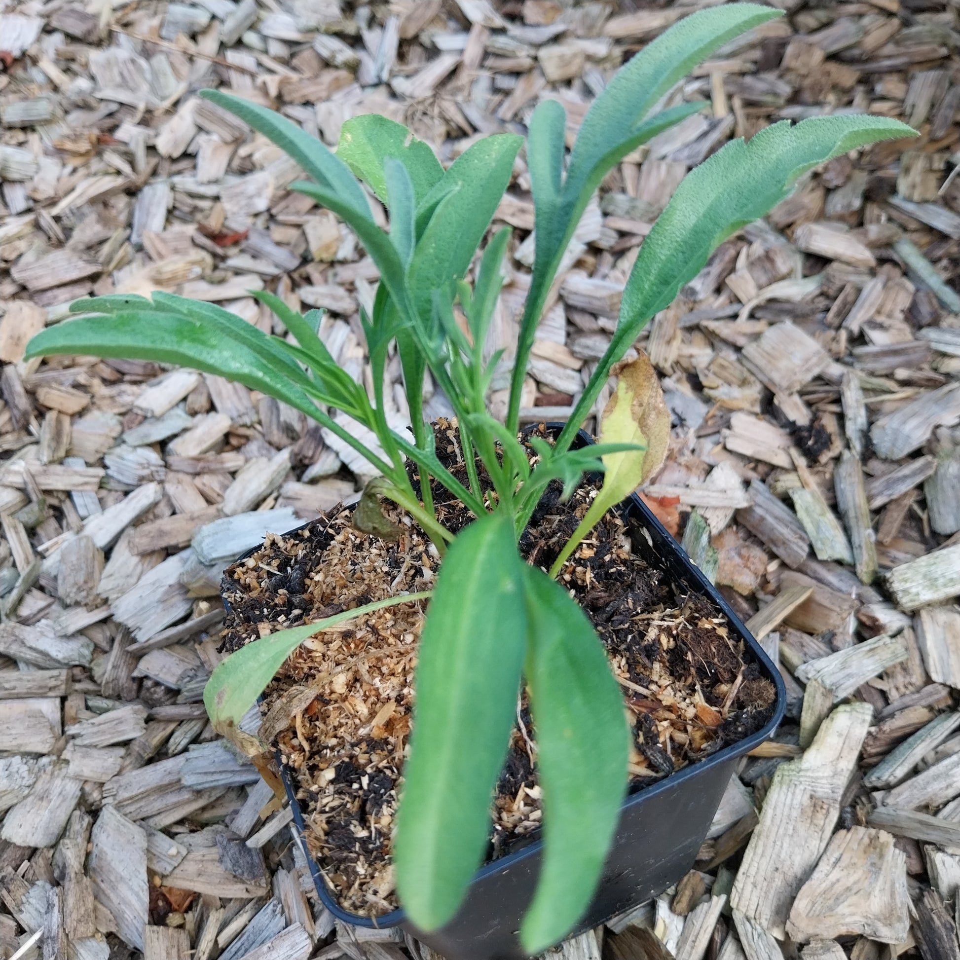 Ratibida columnifera fo. pulcherrima  Präriezapfenblume