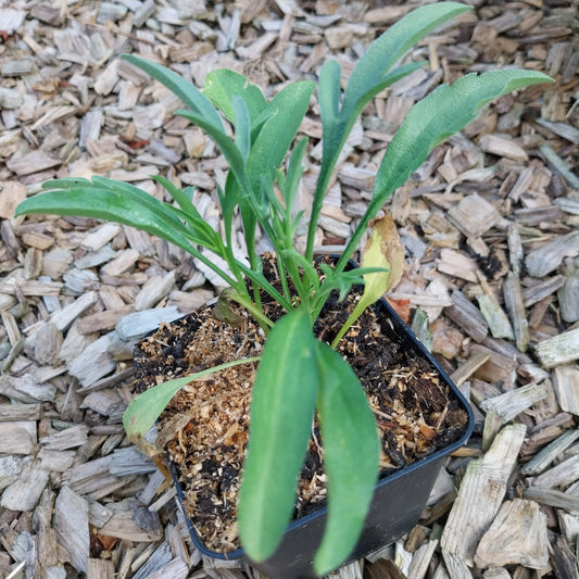Ratibida columnifera fo. pulcherrima  Präriezapfenblume
