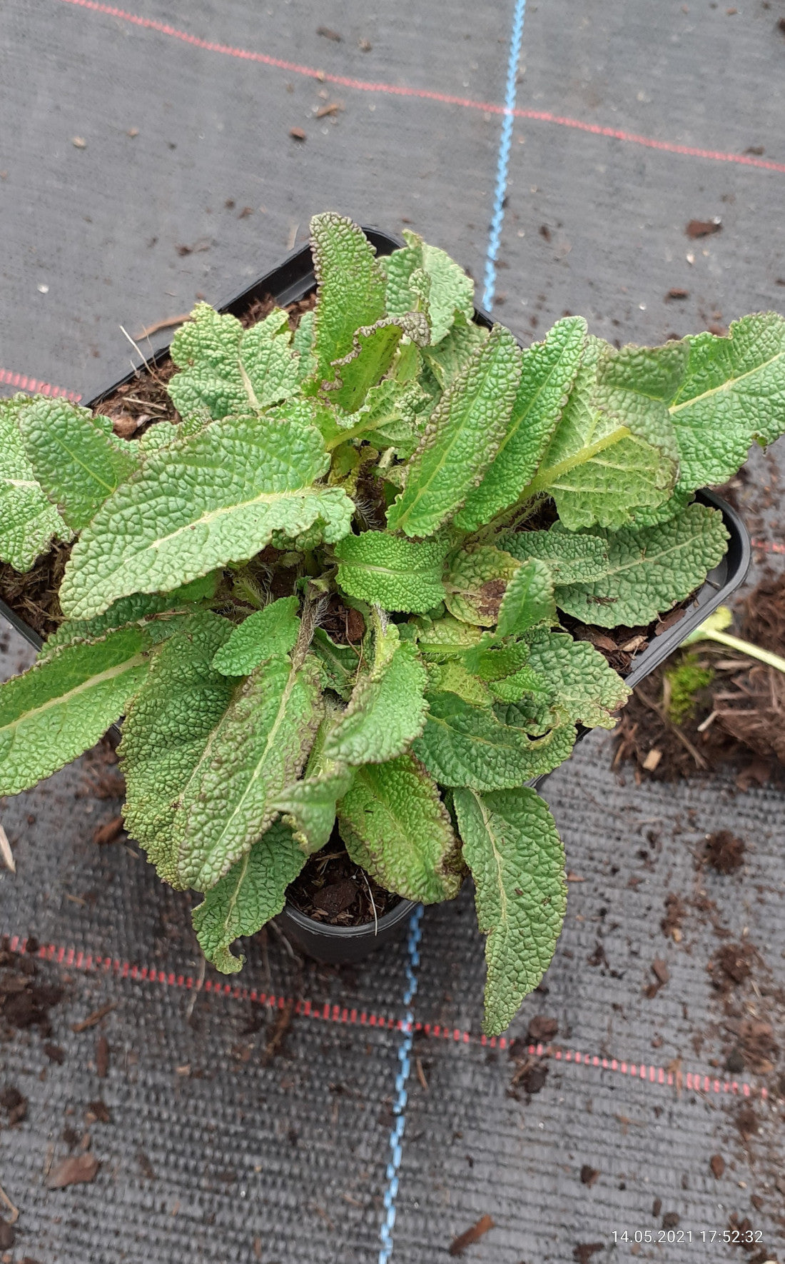 Salvia nemorosa 'Mainacht' Blüten-Salbei