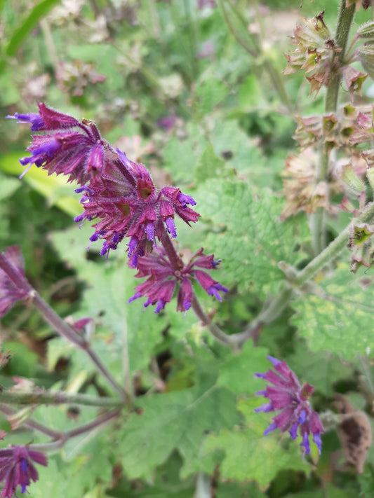 Salvia verticillata 'Purple Rain' Quirlblütiger Salbei
