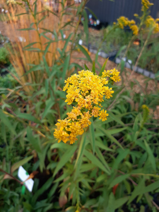 Solidago sempervirens 'Goldene Wellen' Sattgrüne Goldrute