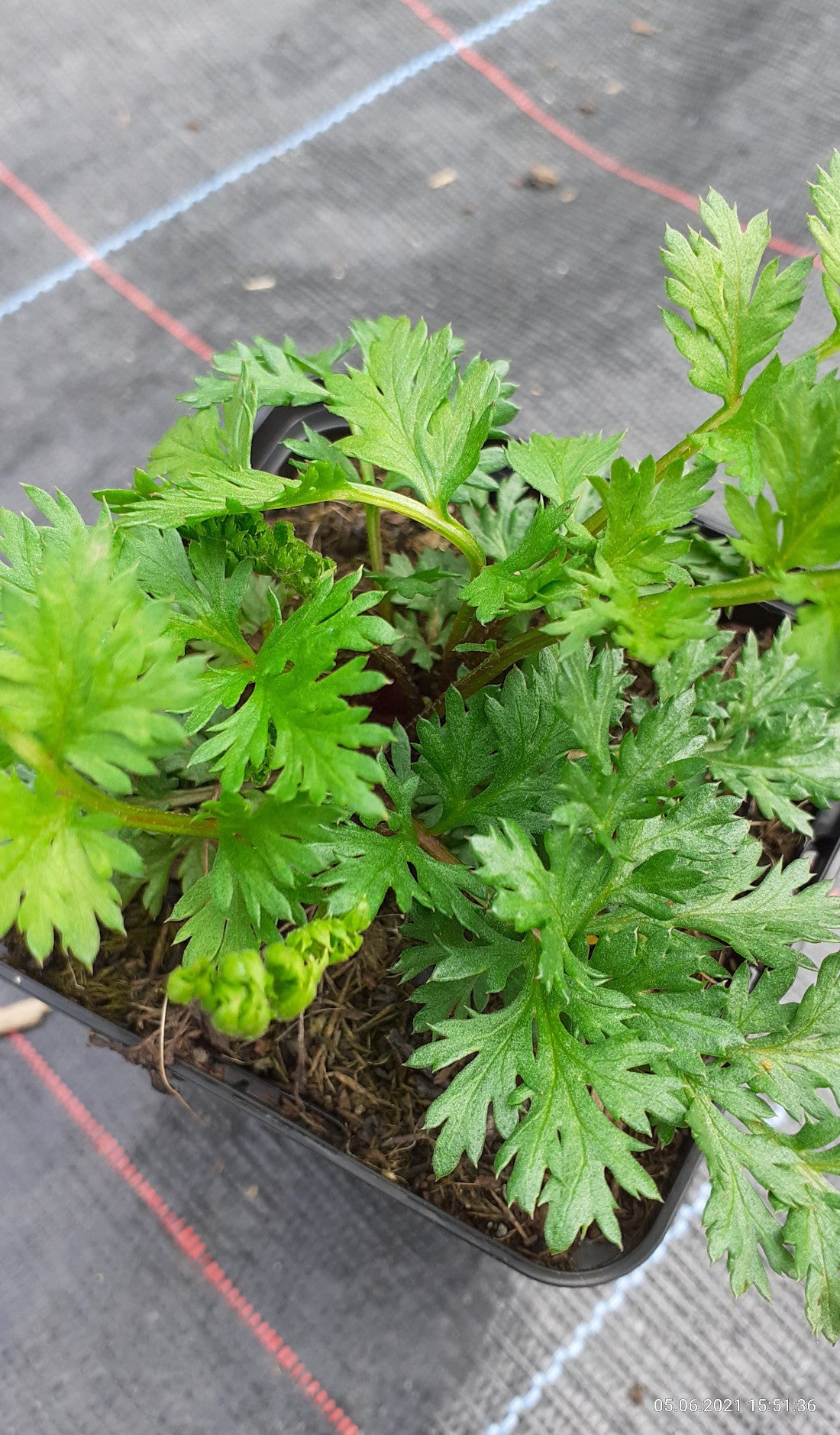 Tanacetum coccineum 'Robinsons Rot' Bunte Margerite