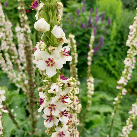 Verbascum nigrum 'Album' Weißblühende Königskerze