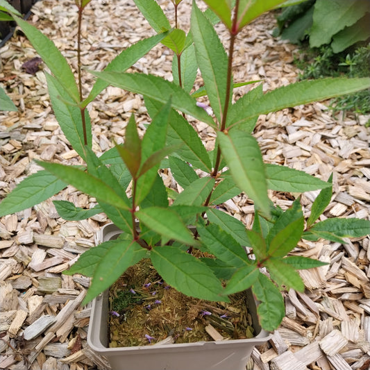 Veronicastrum virginicum 'Fascination' Kandelaberehrenpreis