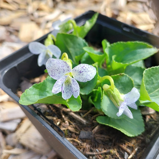 Viola sororia 'Freckles' Pfingst-Veilchen