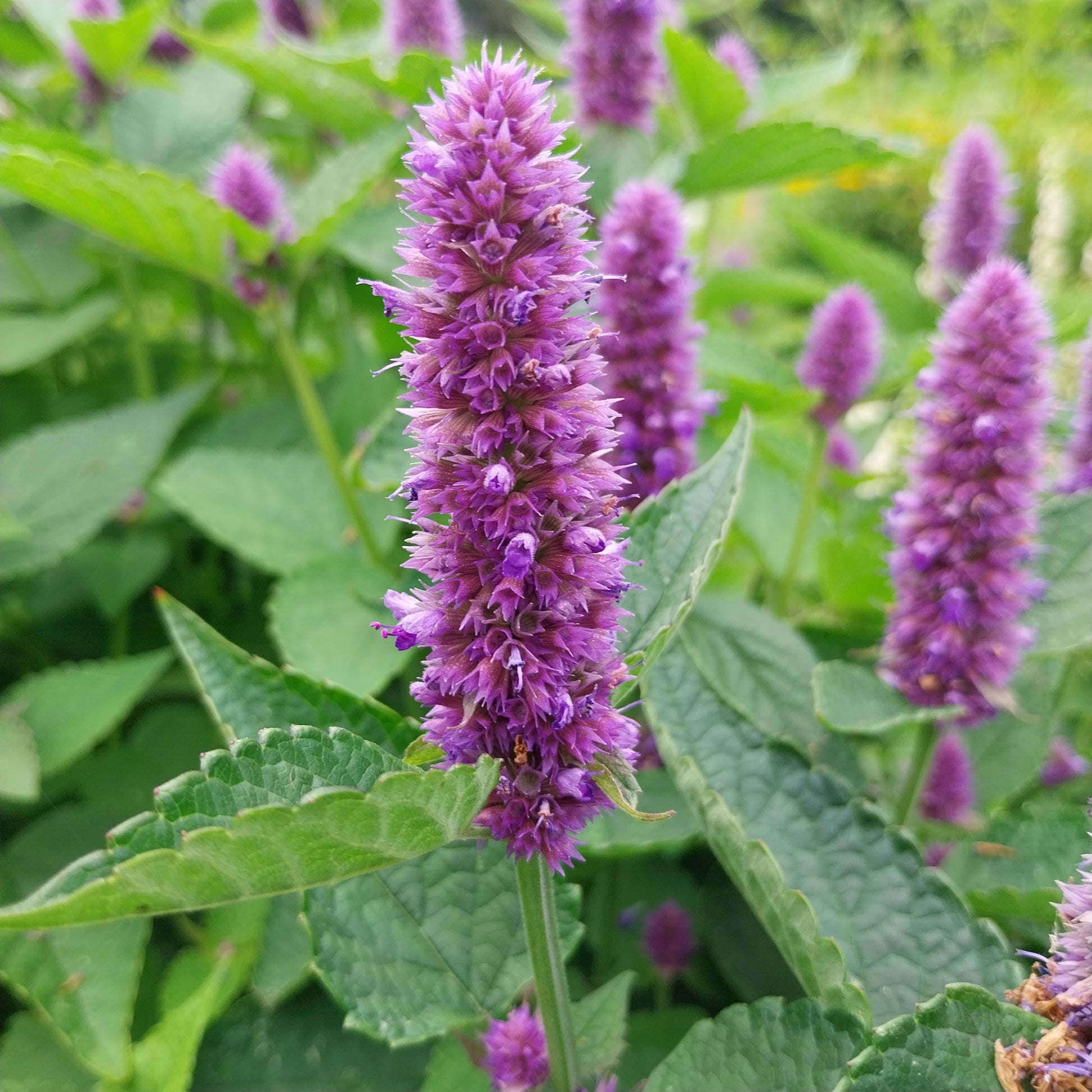 Agastache foeniculum Anis-Duftnessel