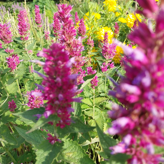 Agastache pallida (pallida x rugosa)'Globetrotter' Duftnessel