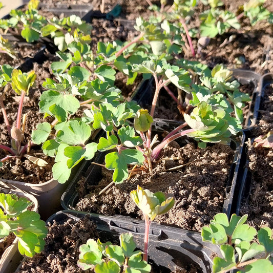 Aquilegia vulgaris 'William Guiness' Akelei