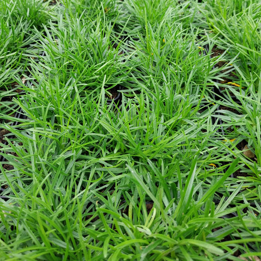 Armeria maritima 'Alba' Grasnelke ohne Blüte