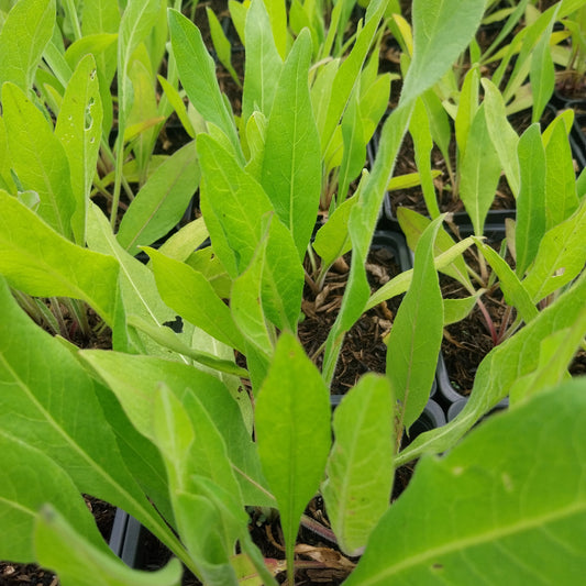 Centaurea macrocephala Riesen-Flockenblume