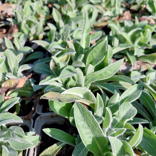 Centaurea montana 'Jordy' Flockenblume