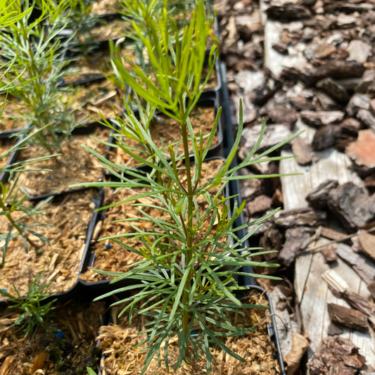 Coreopsis verticillata 'Zagreb' Quirlblättriges Mädchenauge