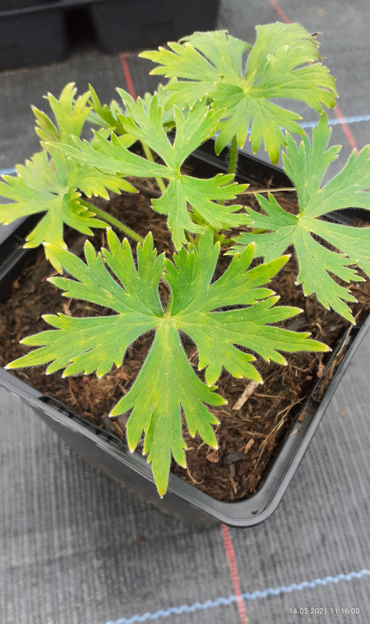 Delphinium belladonna 'Ballkleid' Verzweigter Rittersporn