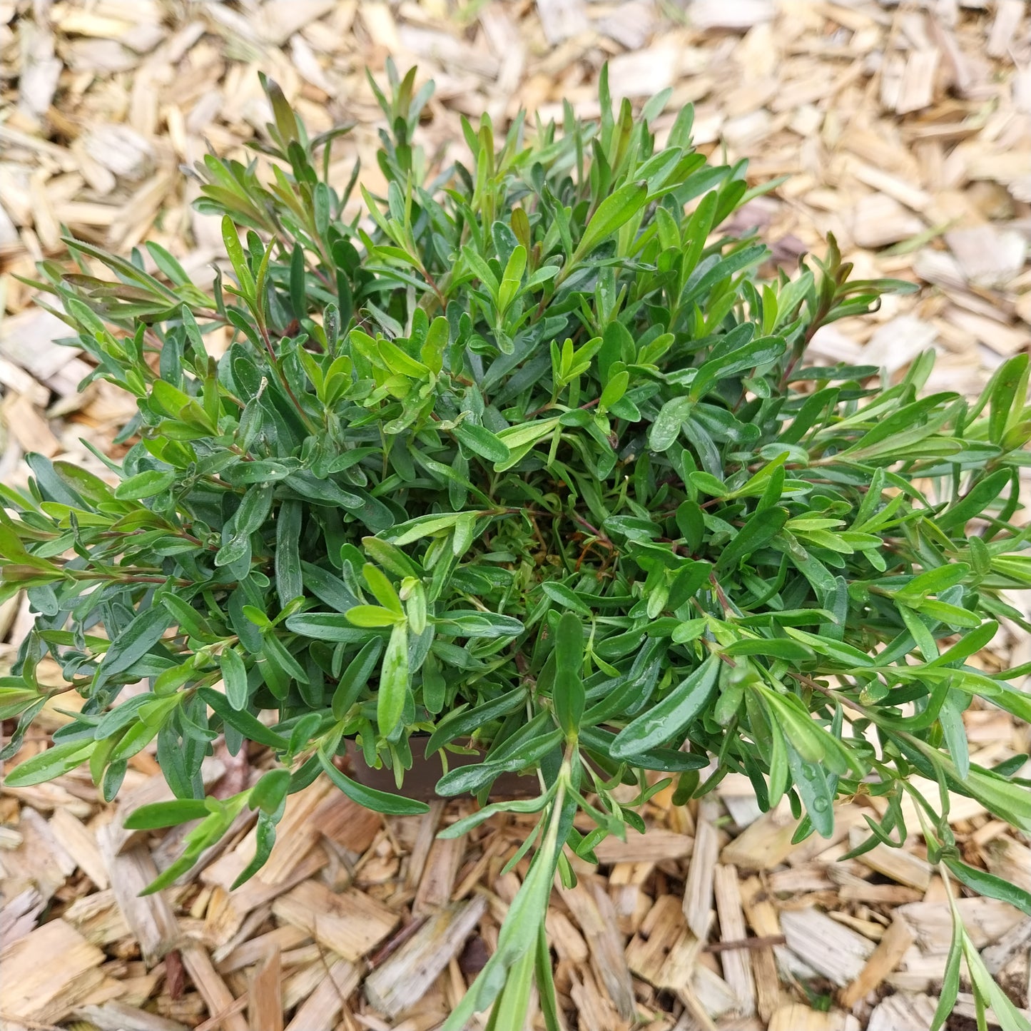 Dianthus deltoides 'Brillant' Heide-Nelke