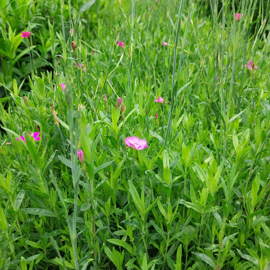 Dianthus deltoides 'Roseus' Heide-Nelke