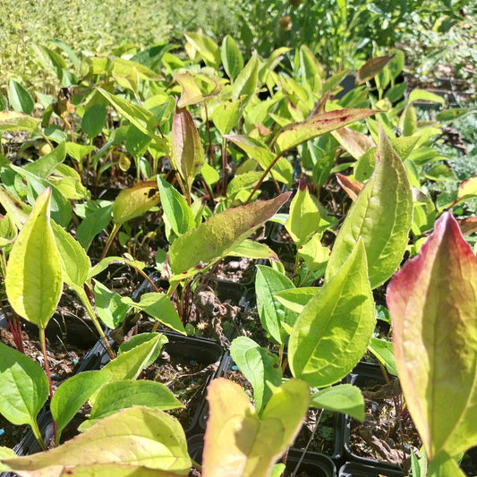 Echinacea purpurea 'Rubinstern' Scheinsonnenhut