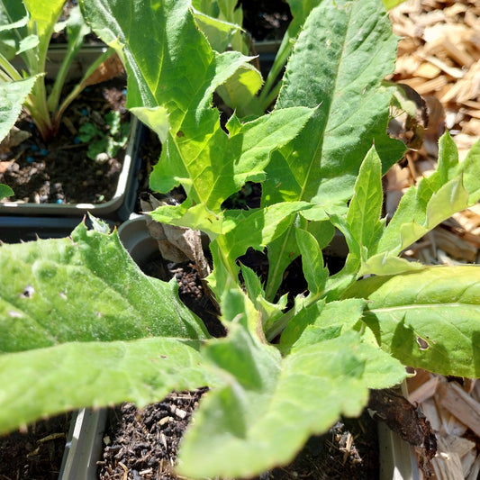 Echinops ritro Kugeldistel