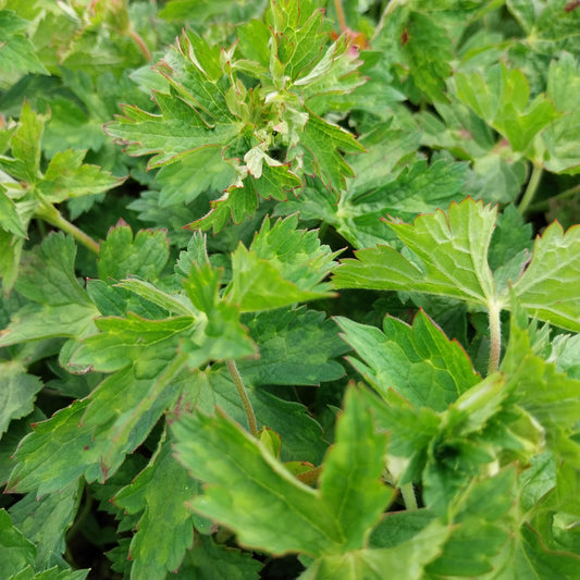 Geranium wallichianum  'Buxton's Variety' Nepal-Storchenschnabel