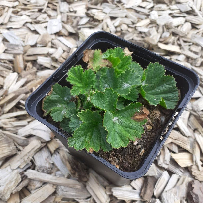 Geum chiloense 'Goldball' Nelkenwurz