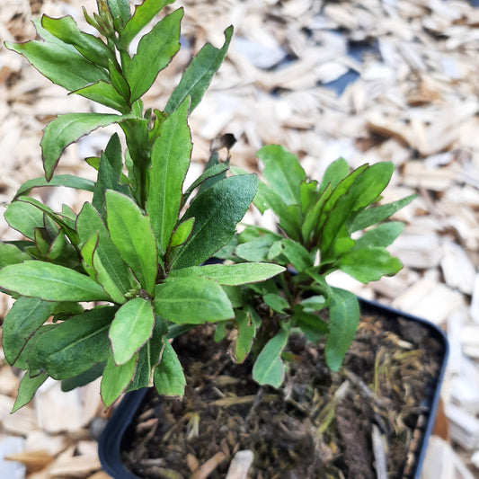 Helenium × cultorum 'Biedermeier' Sonnenbraut