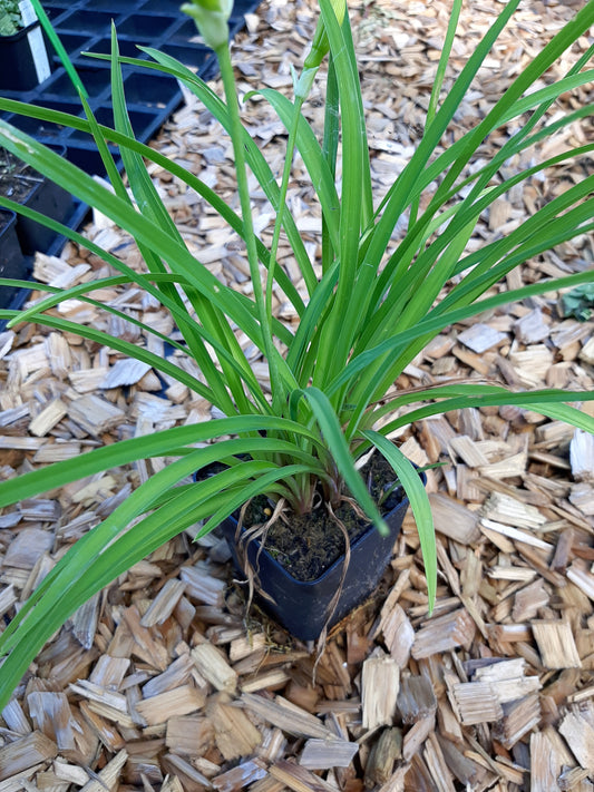 Hemerocallis cultorum 'Corky' Taglilie