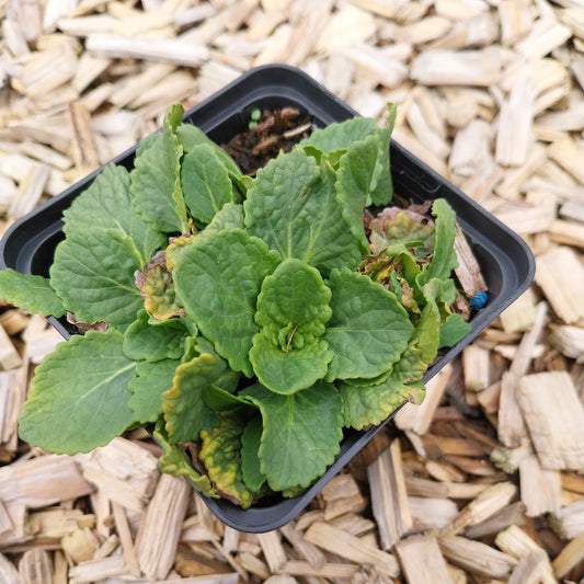 Horminum pyrenaicum alboviolaceum Drachenmäulchen