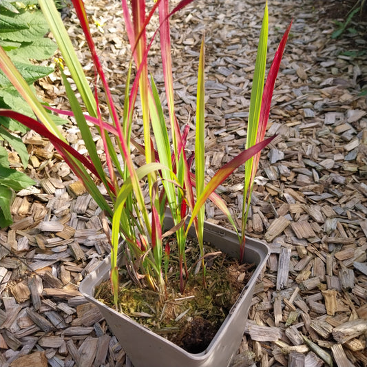 Imperata cylindrica 'Red Baron' Japanisches Blutgras