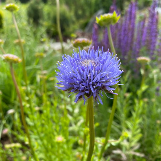Jasione laevis 'Blaulicht' Sandglöckchen