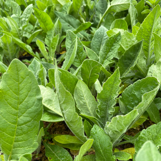 Knautia macedonica 'Melton Pastels' Witwenblume