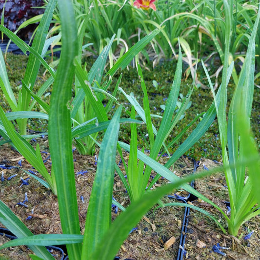 Liatris spicata Ährige Prachtscharte