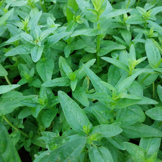 Lythrum salicaria Blut-Weiderich