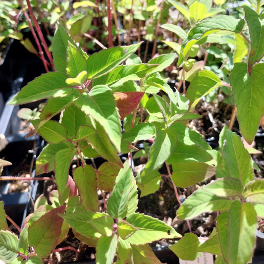 Monarda fistulosa Indianernessel